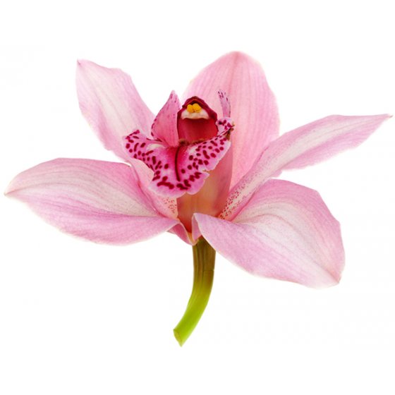 Orchidee