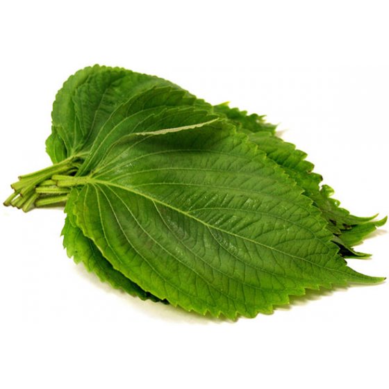 Feuille de thé vert