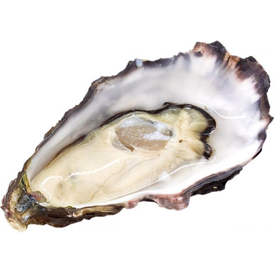 Oyster (2)