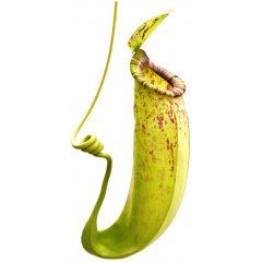 Flor carnívora