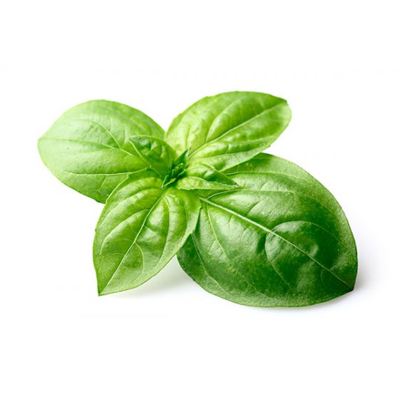 Basilic vert