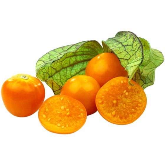 Physalis